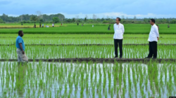 Aktivis Papua Mendorong Dihentikannya Pembangunan Proyek Sawah Satu Juta Hektar di Merauke