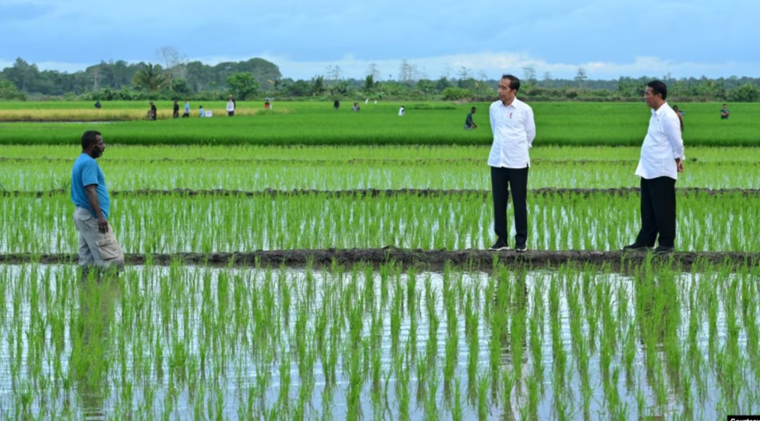 Aktivis Papua Mendorong Dihentikannya Pembangunan Proyek Sawah Satu Juta Hektar di Merauke