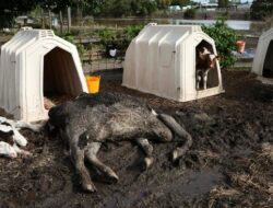 Kerusakan Ribuan Properti dan Kematian Sapi: Analisis Mendalam